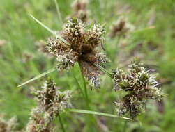 Image of Fuirena pubescens var. pubescens