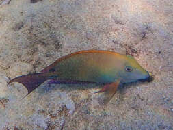 Image of Blackspot Surgeonfish