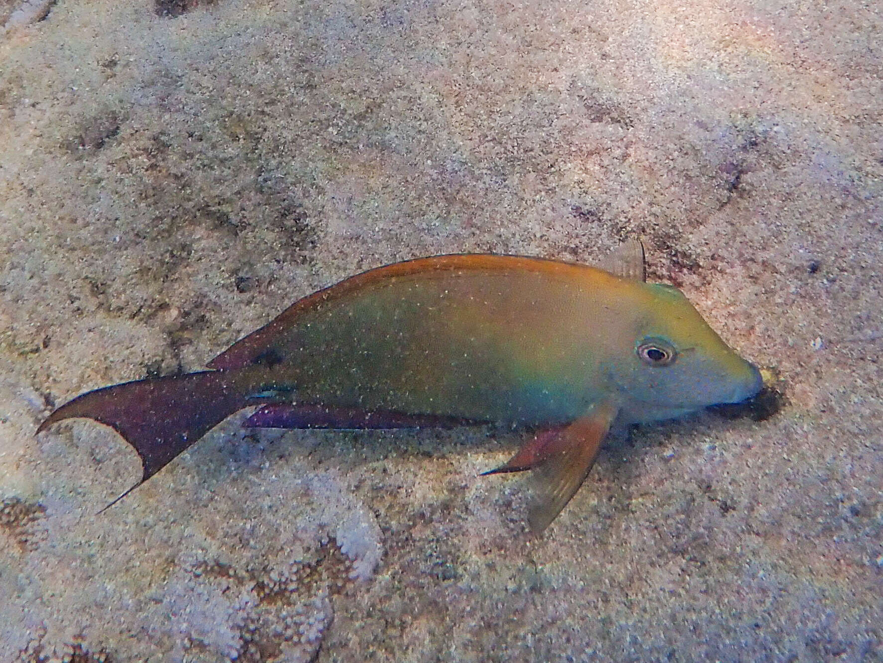 Image of Blackspot Surgeonfish