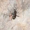 Слика од Cicindela (Calomera) lugens aphrodisia Baudi di Selve 1864