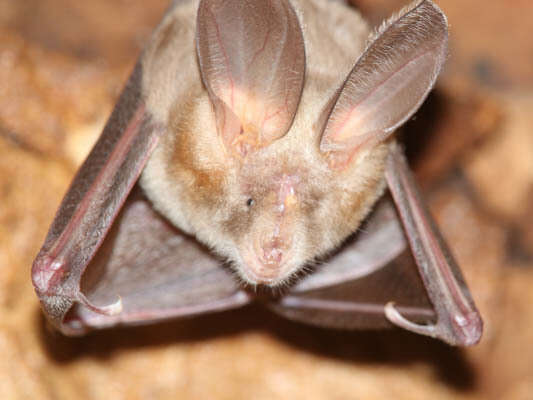 Image of Cape Long-eared Bat