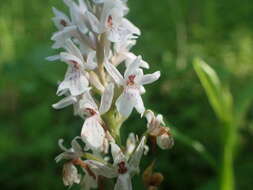 Image of Dactylorhiza maculata subsp. ericetorum (E. F. Linton) P. F. Hunt & Summerh.