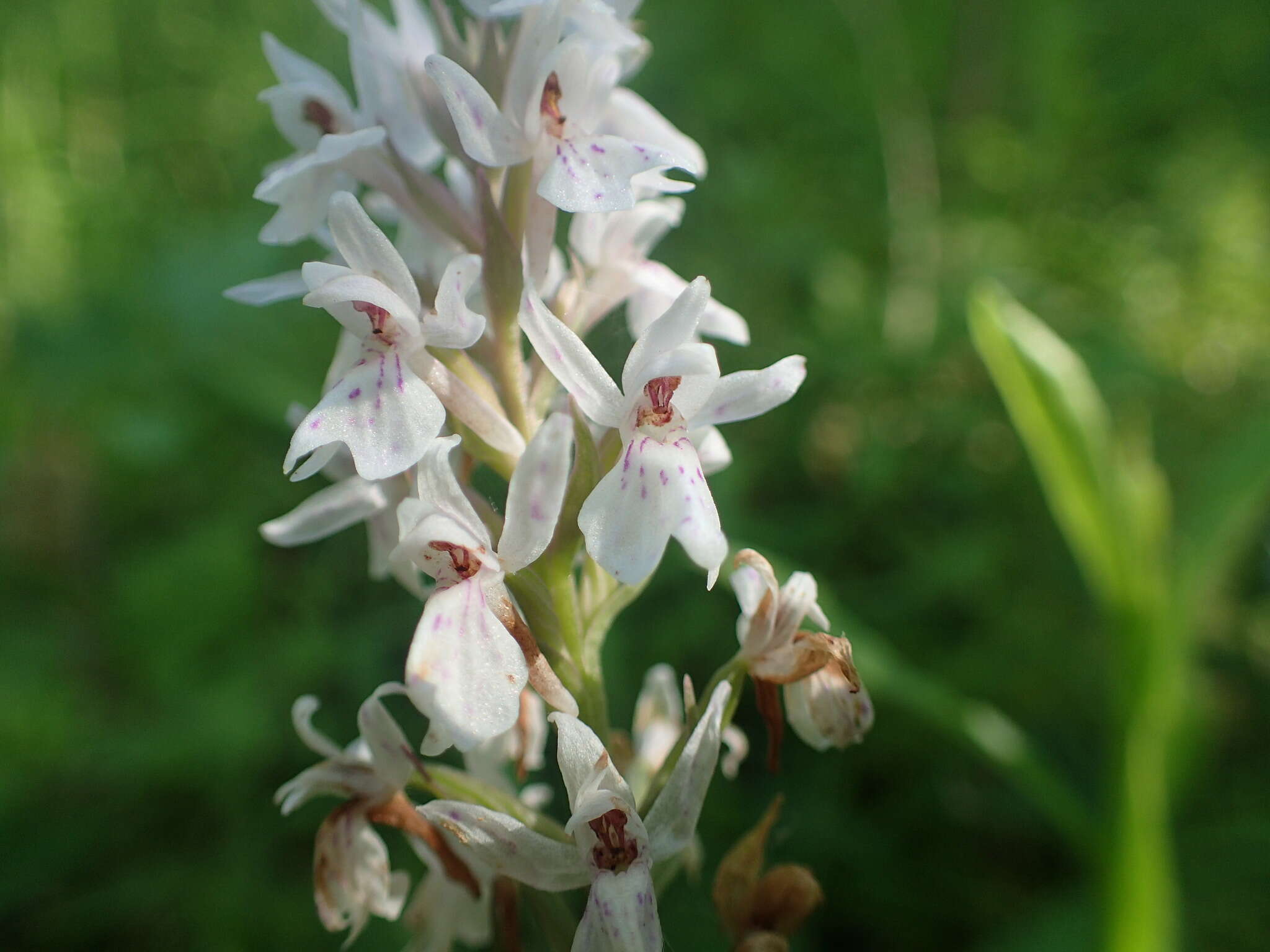 Image of Dactylorhiza maculata subsp. ericetorum (E. F. Linton) P. F. Hunt & Summerh.