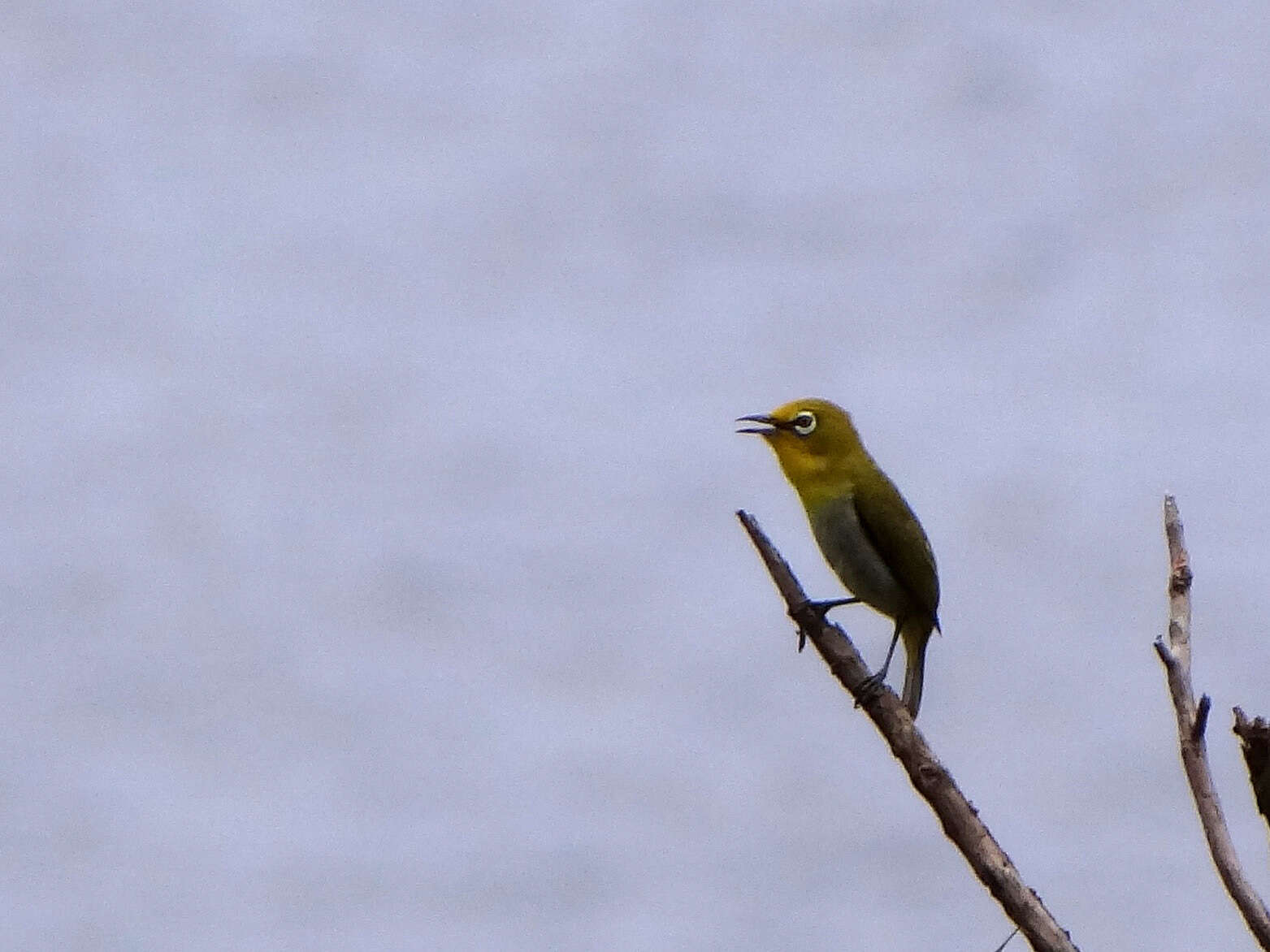 Image of Lowland White-eye