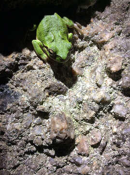 Image of Sardinian Tree Frog