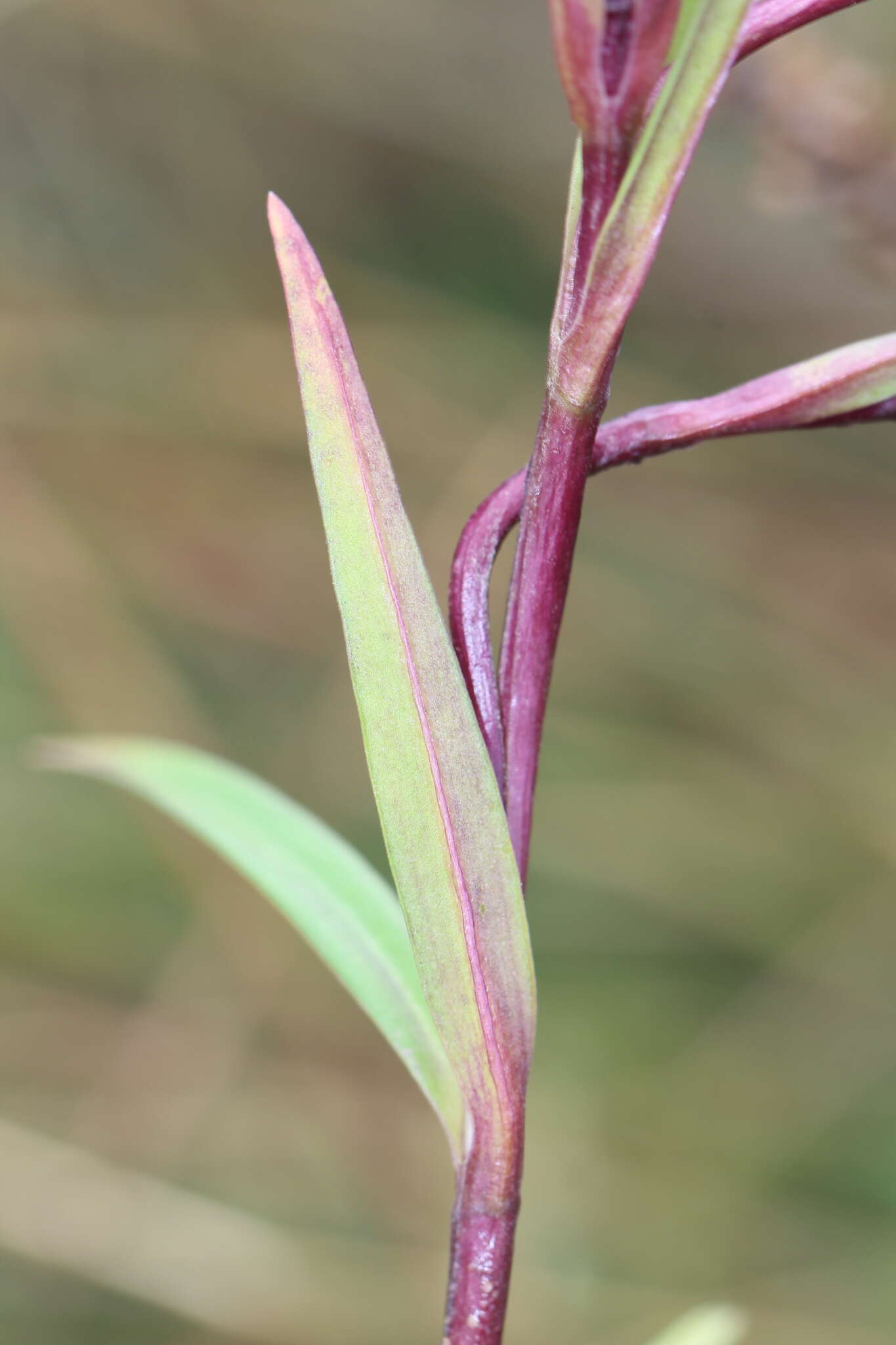 Image of Gentiana bicuspidata (G. Don) Briquet