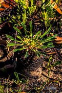 صورة Euphorbia bupleurifolia Jacq.