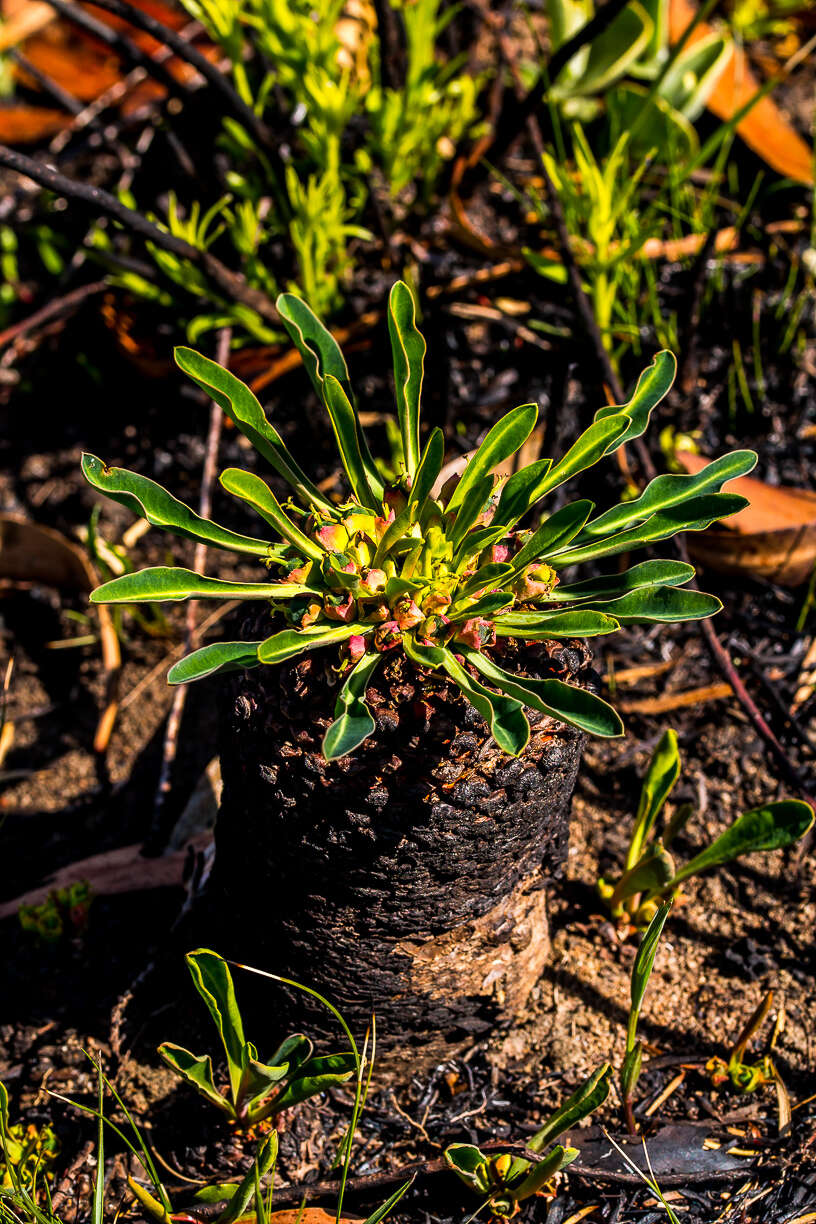 صورة Euphorbia bupleurifolia Jacq.