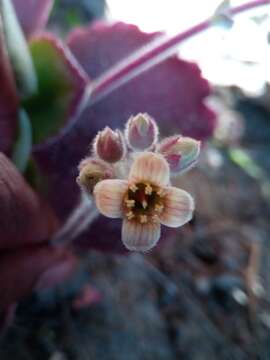 Image of Desert Cabbage