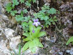 صورة Pinguicula mundi G. Blanca, M. Jamilena, M. Ruiz-Rejan & R. Zamora