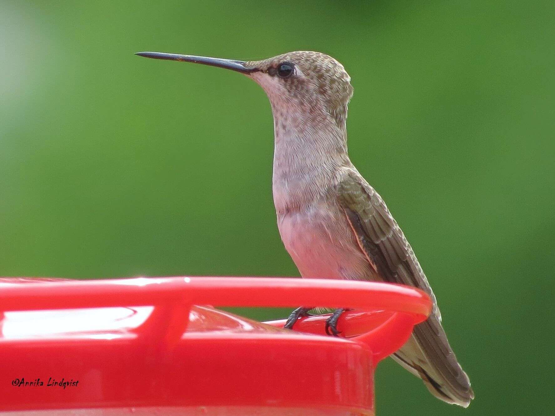 Image of Ruby-throated Hummingbird