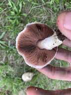 Image of Agaricus porphyrocephalus F. H. Møller 1952