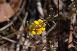 Sivun Uvedalia linearis var. lutea (Benth.) W. R. Barker & Beardsley kuva