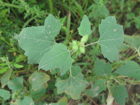 Imagem de Xanthium strumarium subsp. sibiricum (Widd.) Greuter