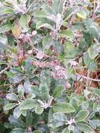 Image of Monro's Ragwort