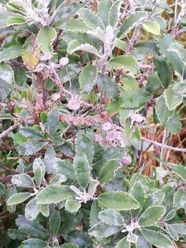 Image of Monro's Ragwort