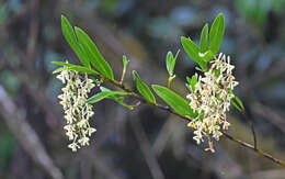 Image of Epidendrum erosum Ames & C. Schweinf.