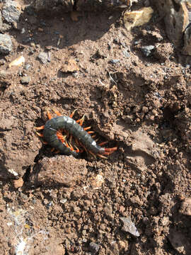 Image of Mediterranean banded centipede