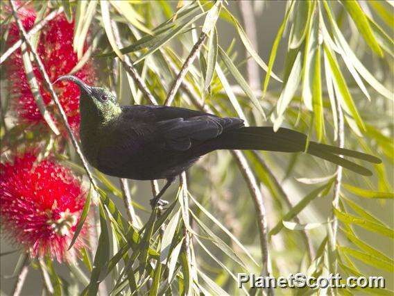 Image of Tacazze Sunbird