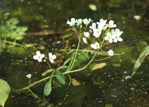 Image of Cardamine dentata Schult.