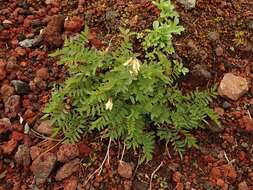 Image de Hedysarum vicioides subsp. japonicum (Fedtsch.) B. H. Choi & H. Ohashi