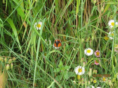 Lycaena phlaeas phlaeoides (Staudinger 1901) resmi