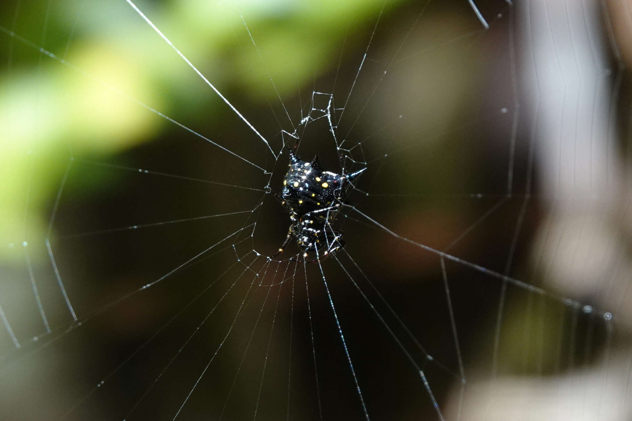 Image of Gasteracantha theisi Guérin 1838