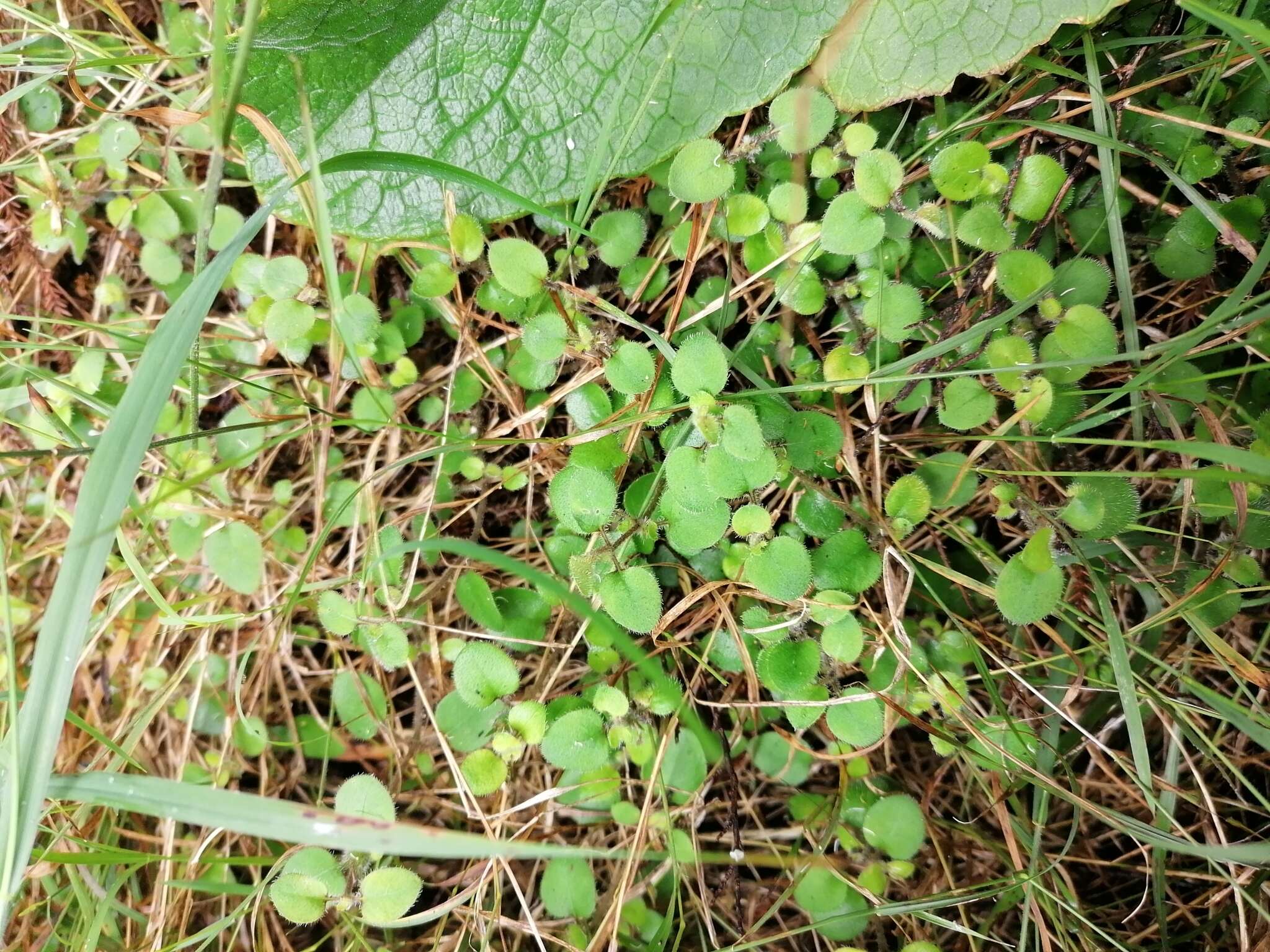 Plancia ëd Leptostigma setulosum (Hook. fil.) Fosberg