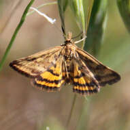 Image of Pyrausta subsequalis Guenée 1854