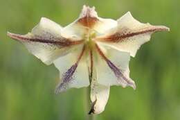 Imagem de Gladiolus longicollis subsp. longicollis