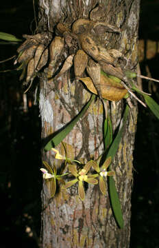 Image of Encyclia acutifolia Schltr.