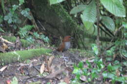 Image of Bicolored Antpitta