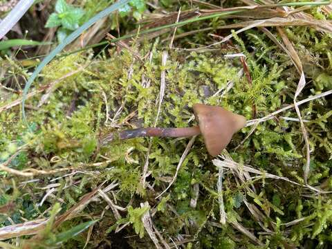 Image of Psilocybe subcaerulipes Hongo 1958