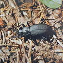 Image of Carabus (Leptocarabus) arboreus Lewis 1882