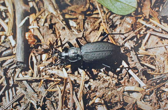 Image of Carabus (Leptocarabus) arboreus Lewis 1882