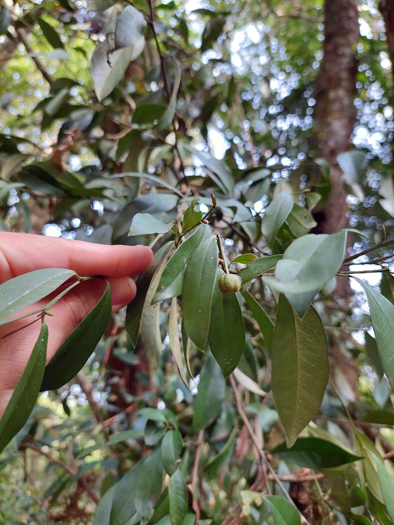 Слика од Sebastiania brasiliensis Spreng.