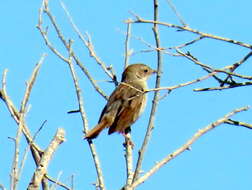 Sivun Cisticola subruficapilla namaqua Lynes 1930 kuva