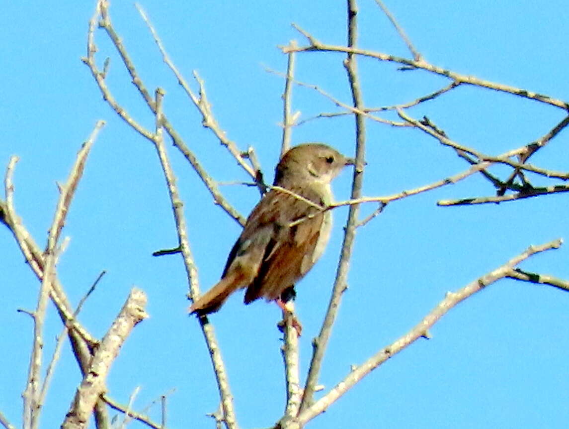 Sivun Cisticola subruficapilla namaqua Lynes 1930 kuva