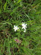 Image of Ornithogalum woronowii Krasch.