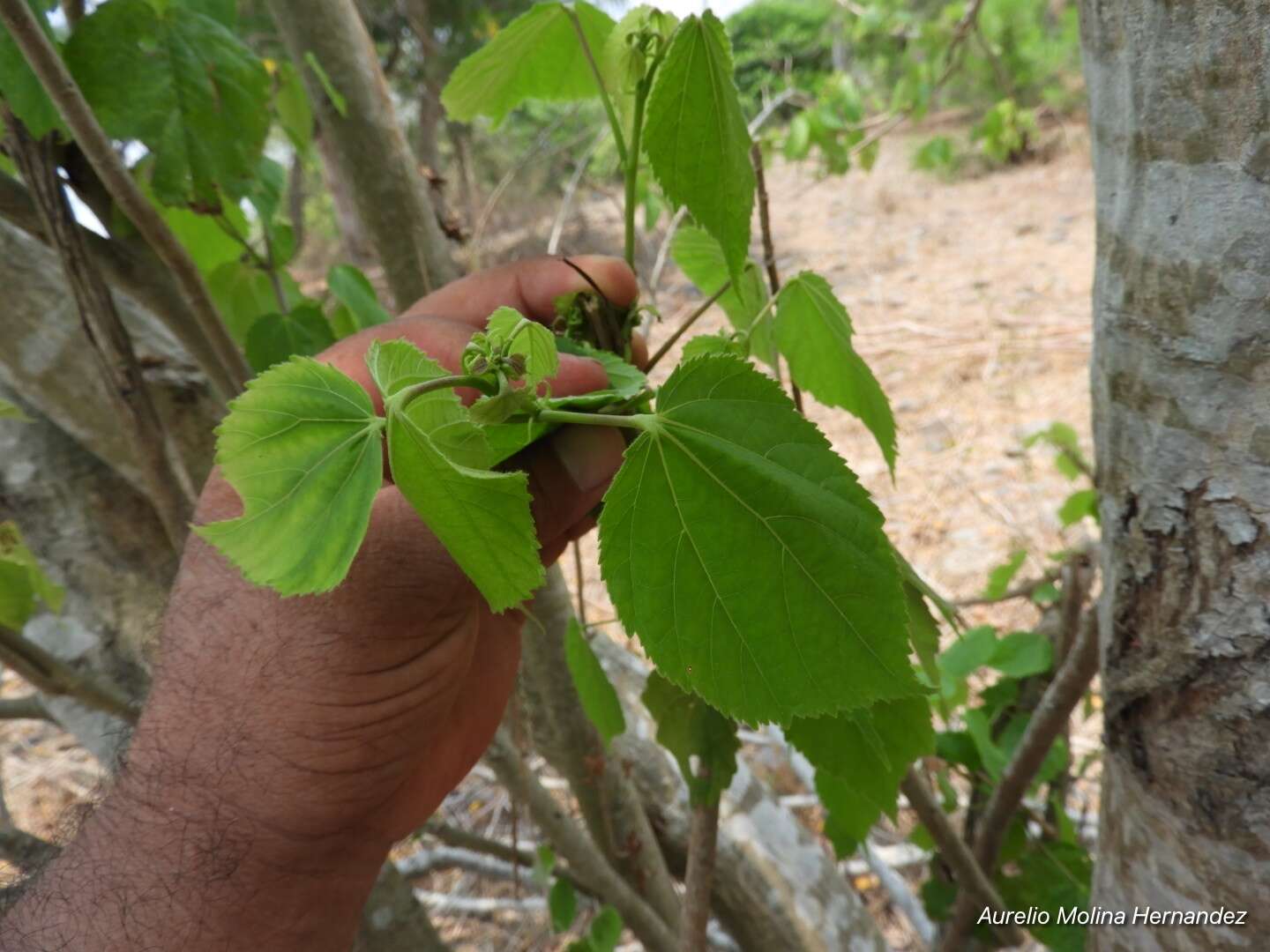 Image de Heliocarpus donnellsmithii Rose ex J. D. Sm.