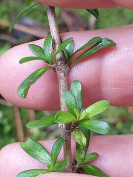 Image of Coprosma cuneata Hook. fil.