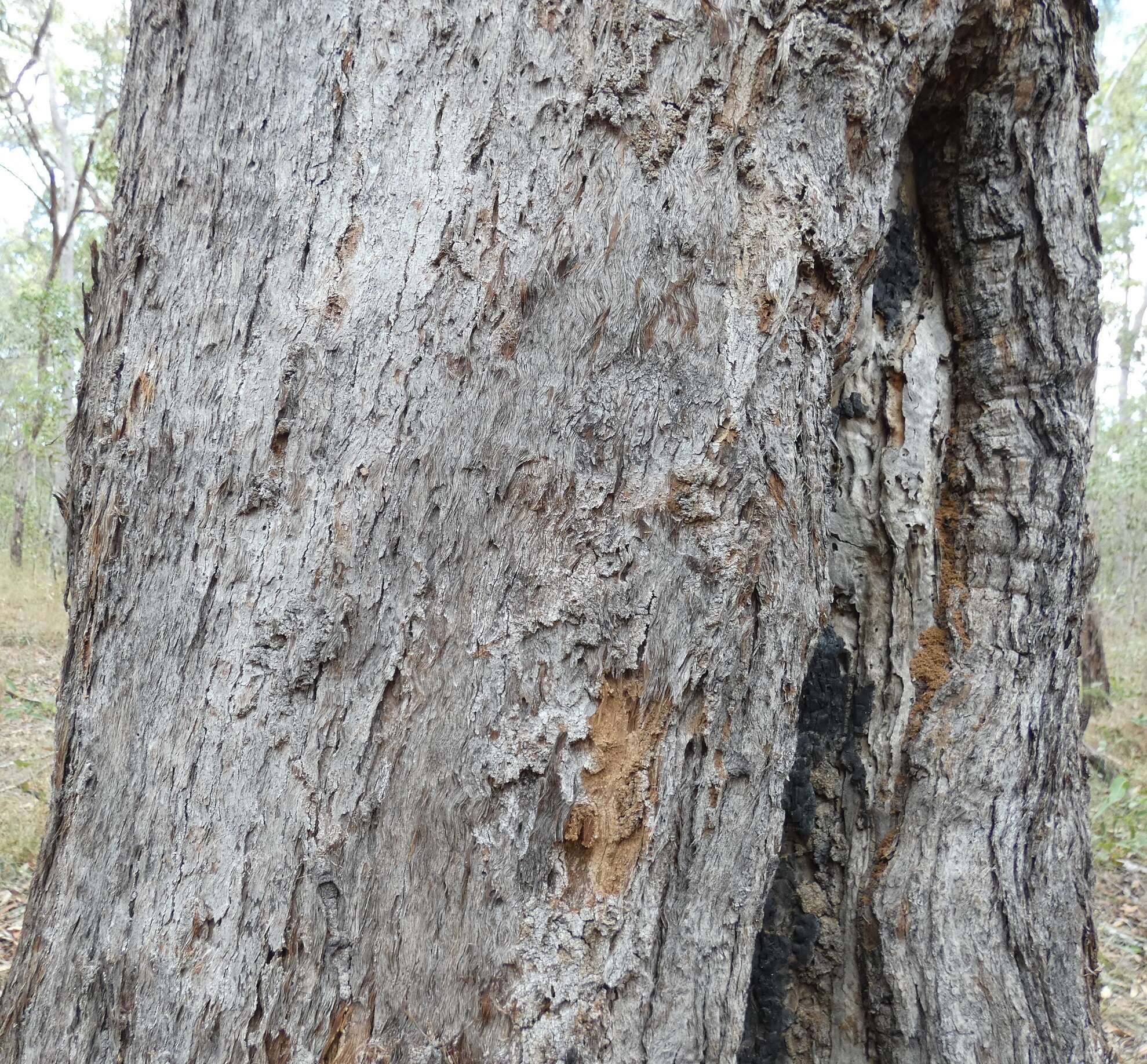 Plancia ëd Eucalyptus exserta F. Müll.