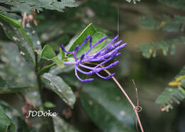 Faramea hyacinthina Mart.的圖片