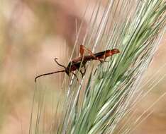 Plancia ëd Necydalis cavipennis Le Conte 1873