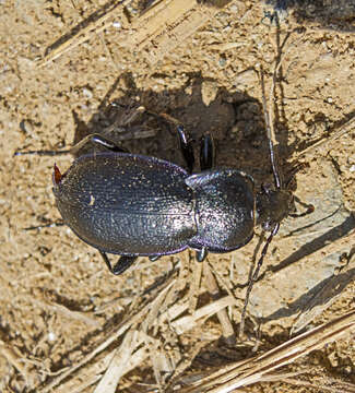 Image of Carabus (Archicarabus) wiedemanni wiedemanni Ménétriés 1836