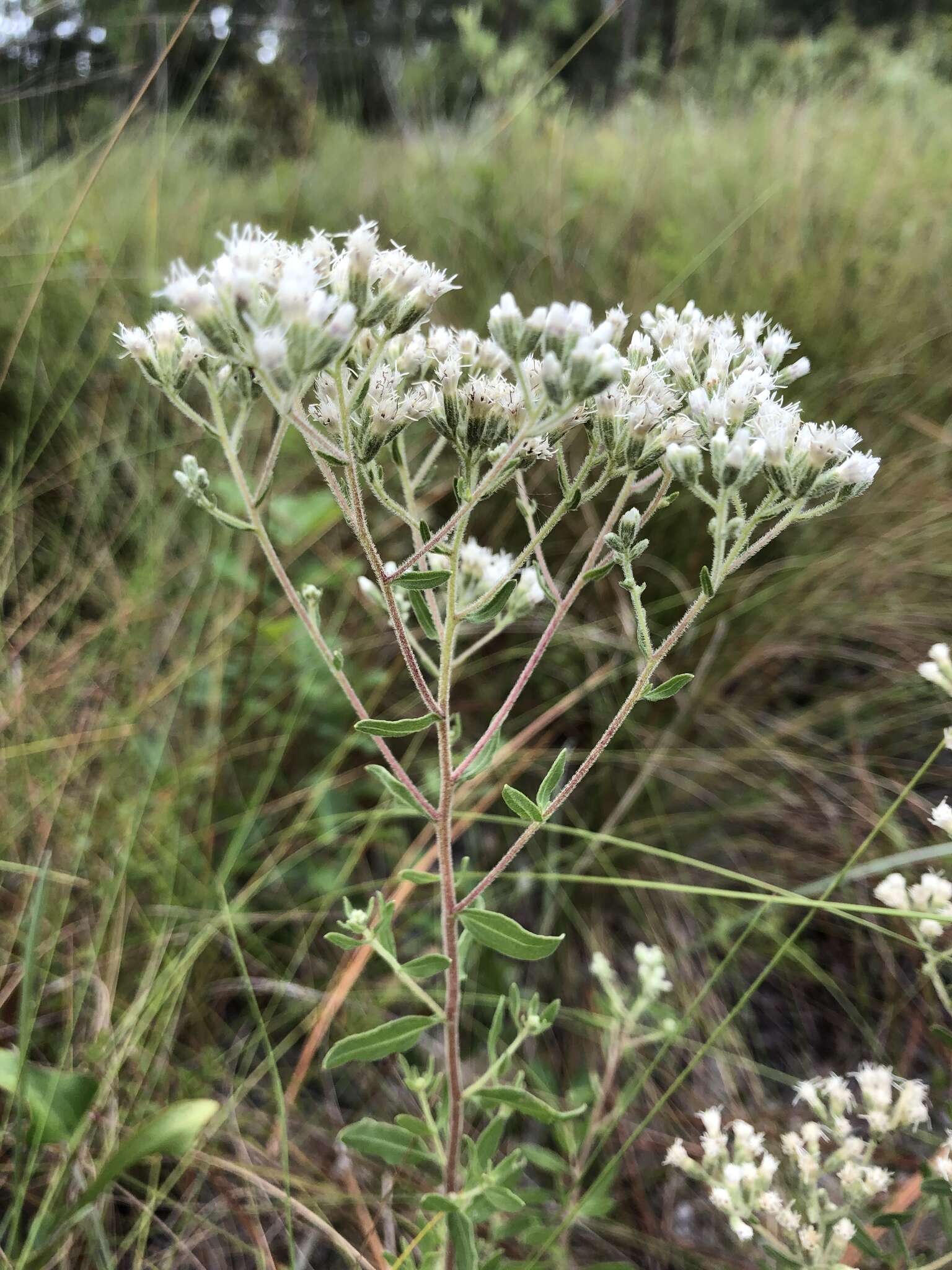 Plancia ëd Eupatorium linearifolium Walt.