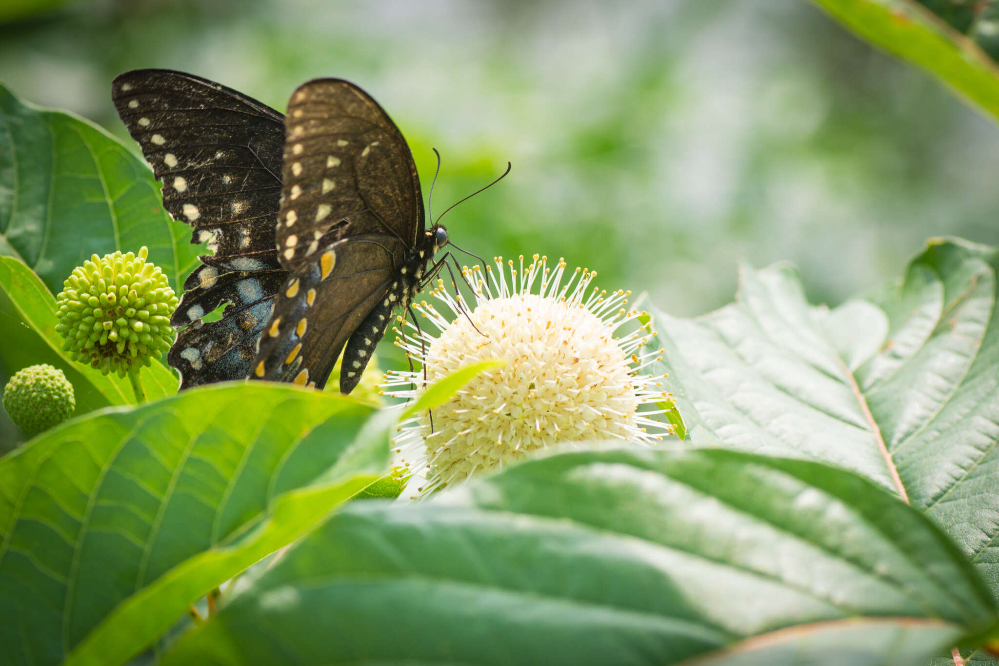 Image of Spicebush swallowtail