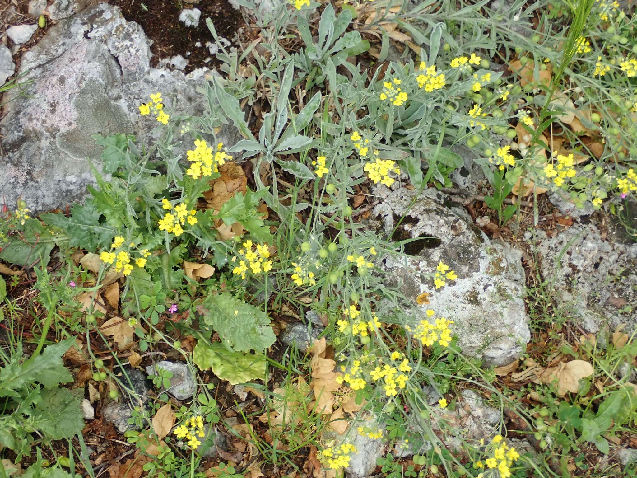 Image of Aurinia sinuata (L.) Griseb.