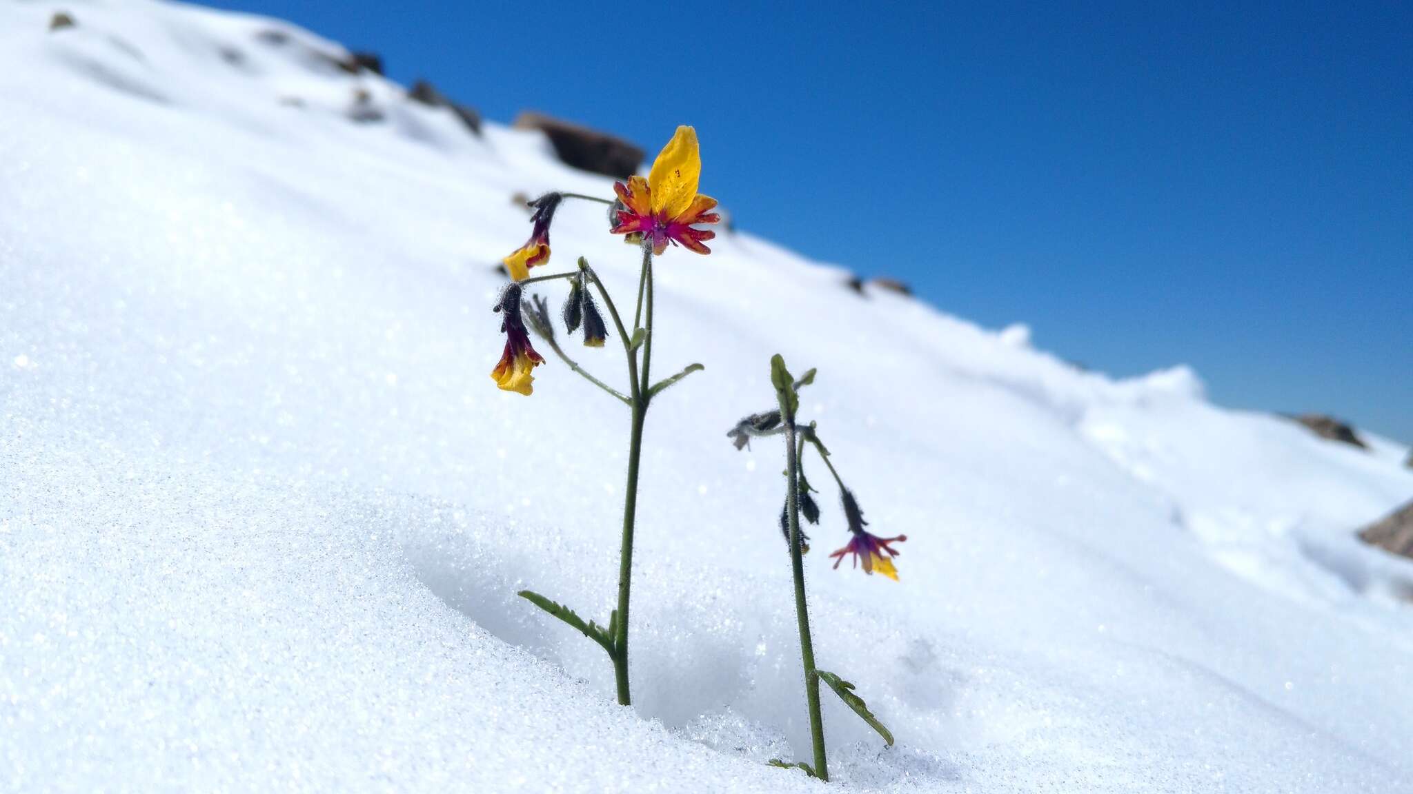 Imagem de Schizanthus coccineus (Phil.) J. M. Watson