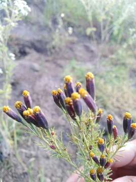 Image of Tagetes coronopifolia Willd.